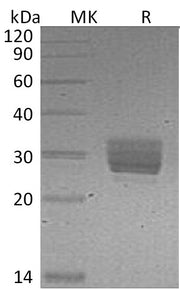 Recombinant Mouse CREG (C-6His)