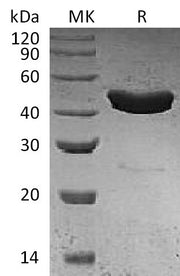 Recombinant Human Serpin B3 (N-6His)