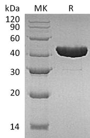 Recombinant E. coli Trp B (N-6His)