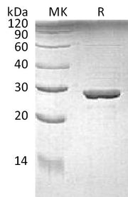 Recombinant E. coli Trp A