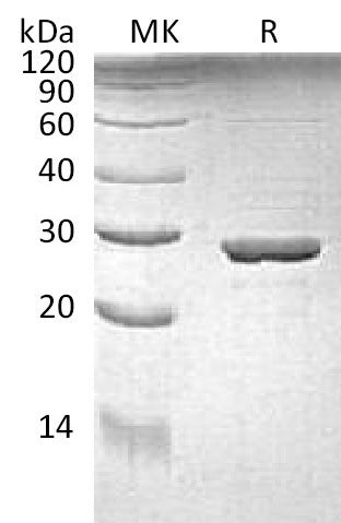 Recombinant E. coli Trp A