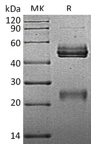 Recombinant Mouse IL-12