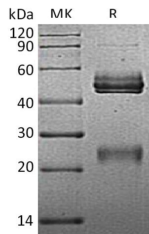 Recombinant Mouse IL-12