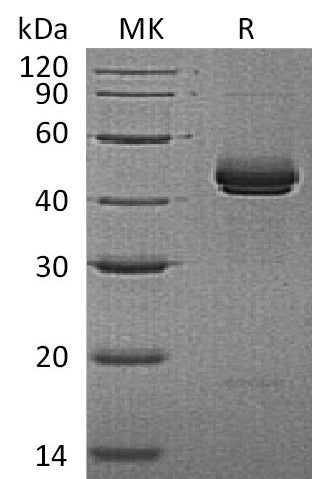Recombinant Mouse IL-12B (C-6His)