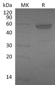 Recombinant Mouse EDA2R (C-Fc)