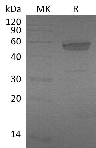 Recombinant Mouse EDA2R (C-Fc)