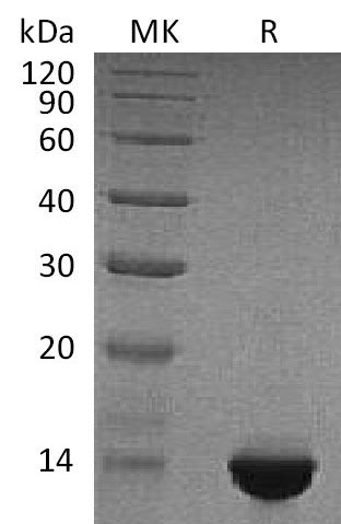 Recombinant Human NT-proBNP (N-6His-Flag)