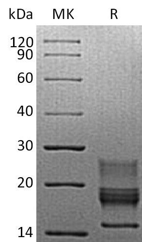 Recombinant Mouse IFN gamma (C-6His)