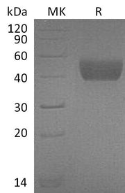 Recombinant Mouse FSTL1 (C-6His)