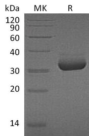 Recombinant Human MPF (C-6His)