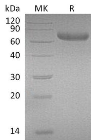 Recombinant Mouse PRLR (C-Fc)