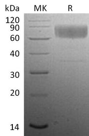 Recombinant Mouse CD47 (C-Fc)