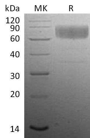 Recombinant Mouse CD47 (C-Fc)