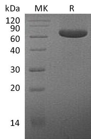 Recombinant Human MPF (C-Fc)