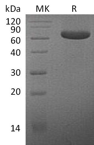 Recombinant Human MPF (C-Fc)
