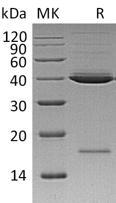 Recombinant Human Mindin (C-6His)