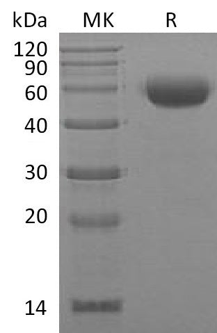 Recombinant Mouse IL-22 (C-mFc)