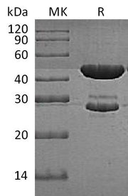 Recombinant E. coli Trp synthase (N-6His)