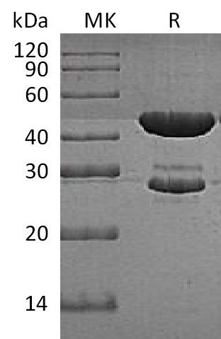 Recombinant E. coli Trp synthase (N-6His)