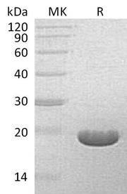 Recombinant S. hygroscopicus BAR