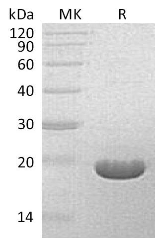 Recombinant S. hygroscopicus BAR