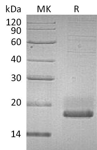 Recombinant Human SUMO3 (C-6His)