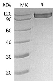 Recombinant Human CD30 (C-Fc)