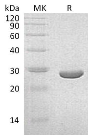 Recombinant K. pneumoniae NEO