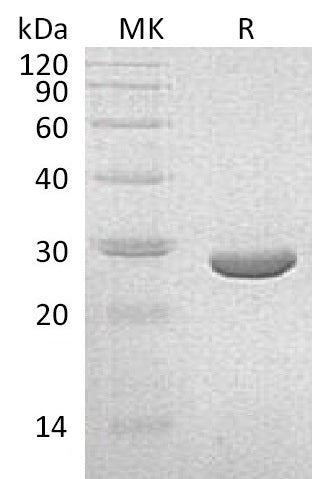 Recombinant K. pneumoniae NEO