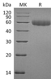 Recombinant Mouse TREML2 (C-6His)