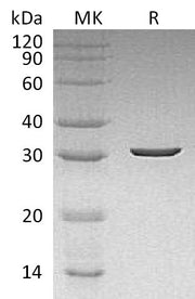 Recombinant Dechloromonas aromatica Cld (N-6His)