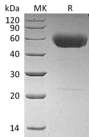 Recombinant Human IL-22 (C-hIgG2 Fc)