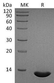 Recombinant Human CCL2