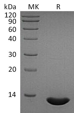 Recombinant Human CCL2