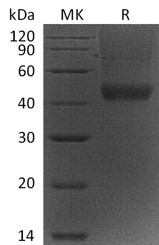 Recombinant Mouse Decorin (C-6His)