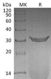 Recombinant Rat IgG2a Fc