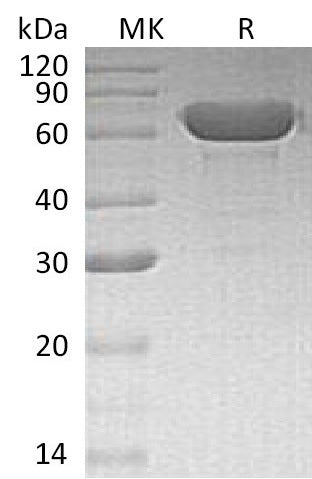 Recombinant Human Albumin