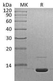 Recombinant Mouse C3a