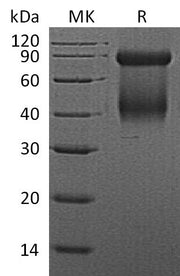 Recombinant Mouse GZMD (C-6His)
