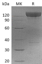Recombinant Mouse PDGFRA (C-Fc)