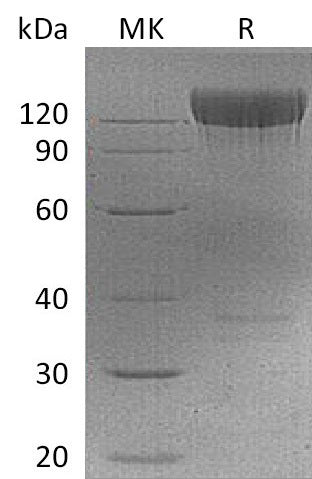 Recombinant Mouse PDGFRA (C-Fc)