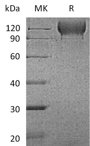 Biotinylated Mouse P-selectin (C-Avi-6His)