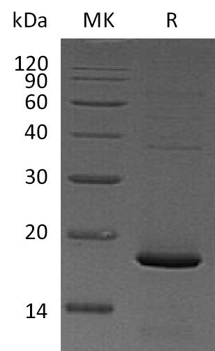 Recombinant Mouse Pleiotrophin (C-6His)
