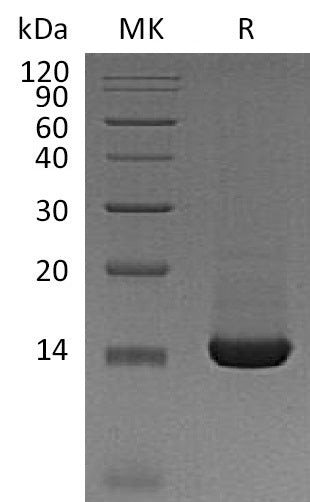 Recombinant Mouse TFF2 (C-6His)