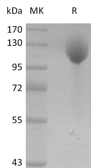 Recombinant Mouse P-selectin (C-Fc)