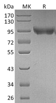 Recombinant Mouse CD31 (C-6His)