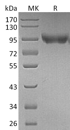 Recombinant Mouse CD31 (C-6His)