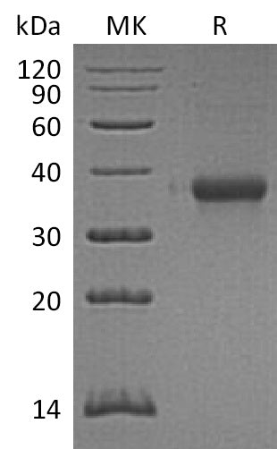 Recombinant Mouse IMPA3 (N-6His)