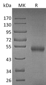 Recombinant Mouse OPG (C-10His)