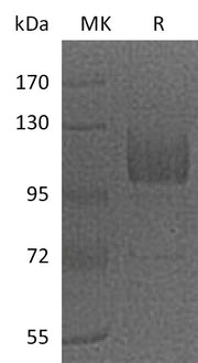 Recombinant Mouse CD36 (C-Fc)